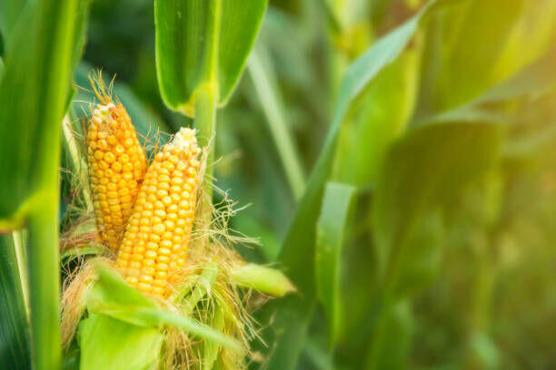 Corn Domestic Use Is Increased for 2025/26 - NewsBreak