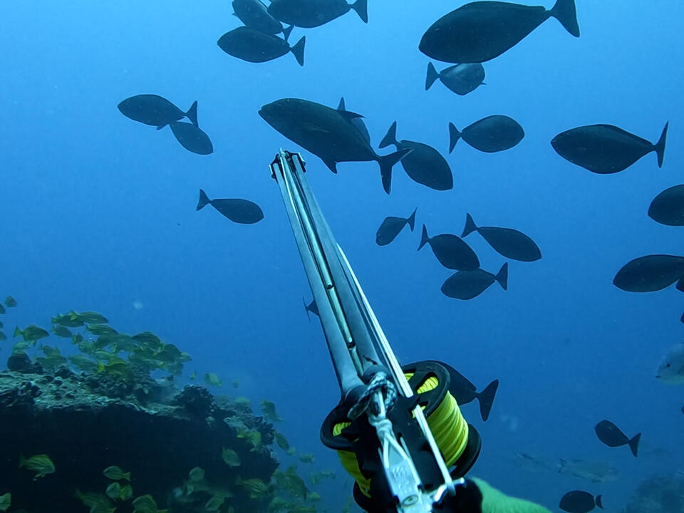 How Divers Hold Their Breath to Spear Dinner Ryan Myers Expeditions