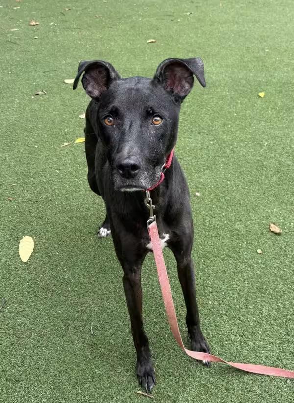 🐶 Gentle, Goofy & Loyal Dogs Seeking Homes in Oceanside - NewsBreak
