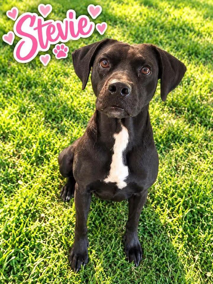 🐶 Playful, Gentle & Loyal Dogs Ready for Adoption in Livingston - NewsBreak