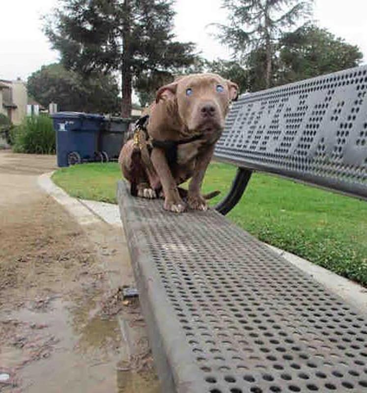 Update: Blind Dog Abandoned On A Park Bench Leaves Behind A Legacy That Gives Other Unwanted Pups Love