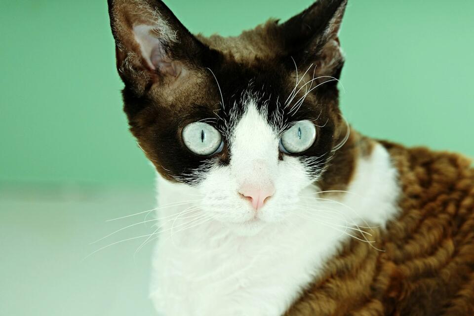 Why Cats Feel Emotionally Closer to People Who Move Slowly - NewsBreak