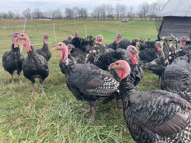Talking turkey: Scott. Co farm helping preserve a rare breed of bird ...