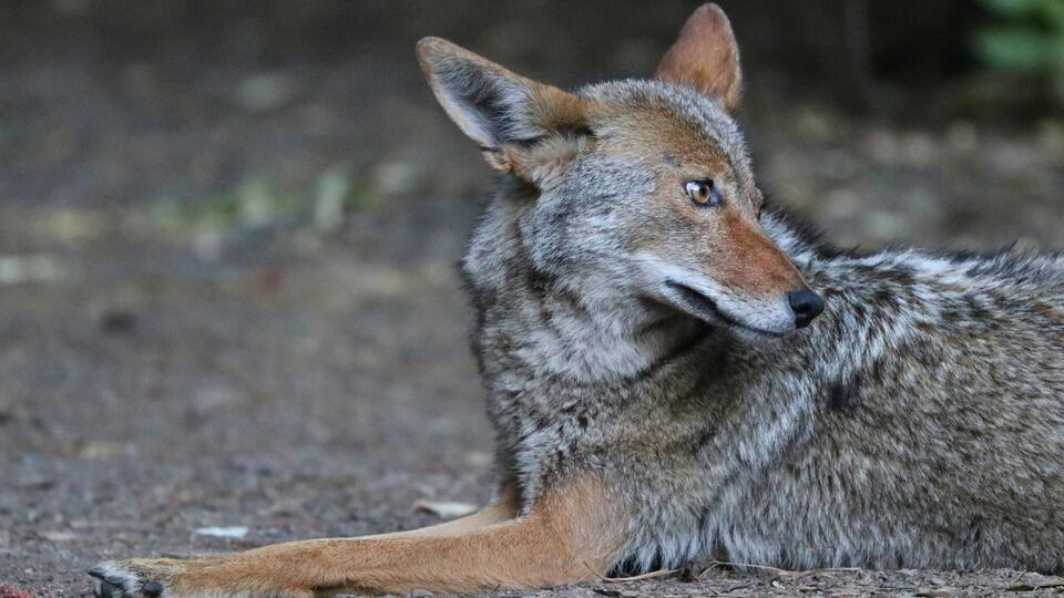 The predators getting far too comfortable around pets and porches ...