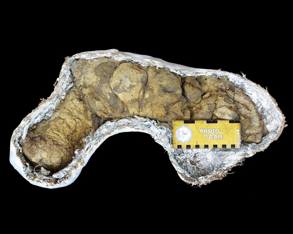 What Fossilized Dino Poop Reveals About Prehistoric Ecosystems - NewsBreak