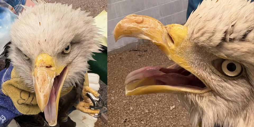 Bald Eagle recovering from being shot will not be released into wild, to remain at World Bird Sanctuary for time being