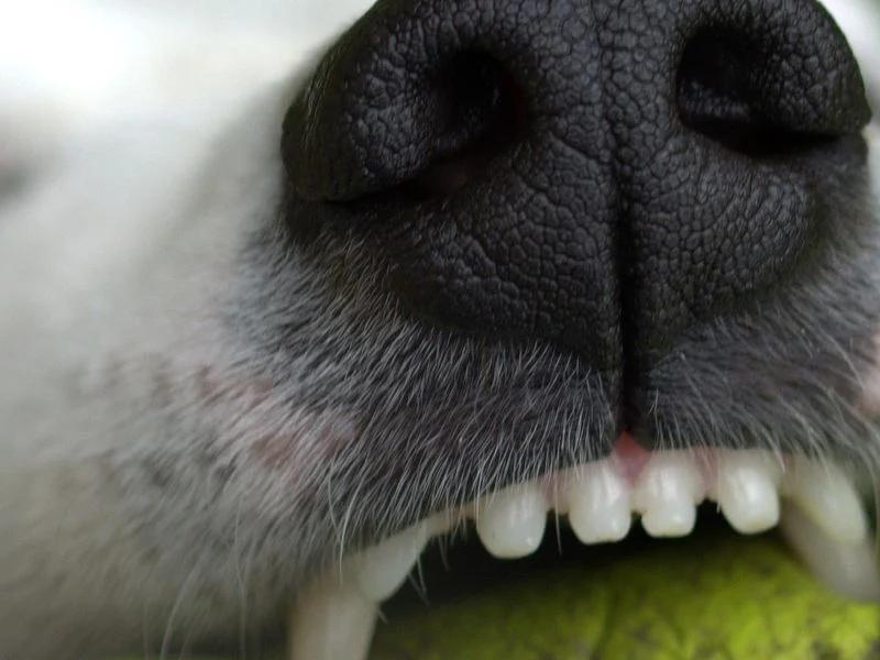 Possible rabies exposure: Marathon County Health Department needs help