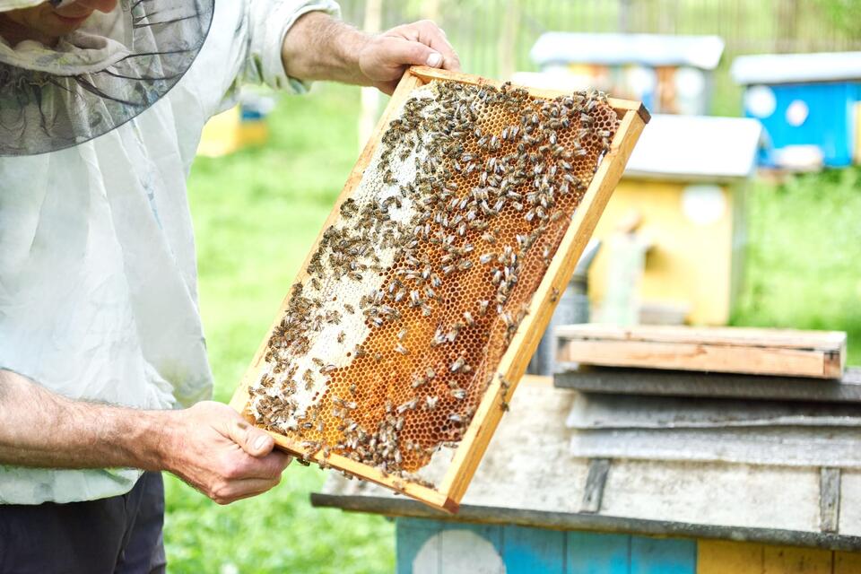 Interested in beekeeping? Virginia officials will help you get started ...