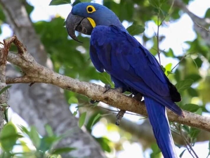 pet-bird-names-top-30-parrottube-youtube