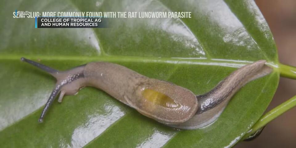 New case of rat lungworm disease confirmed on Kauai - NewsBreak