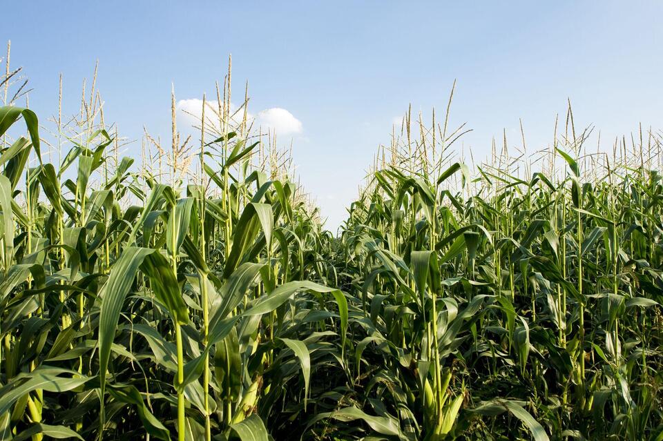 Illinois corn growers respond to tariffs on largest trading partners ...