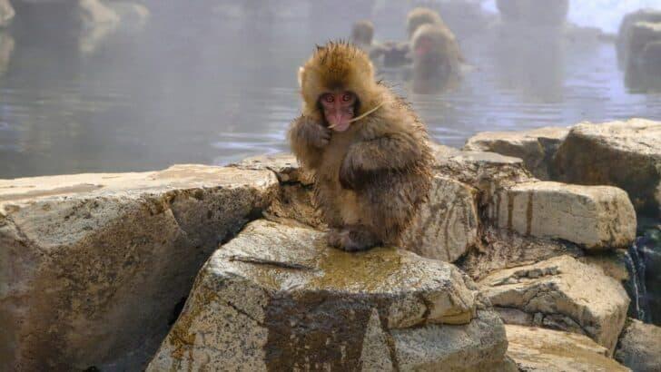 Why Japanese Macaques Love Hot Springs - NewsBreak