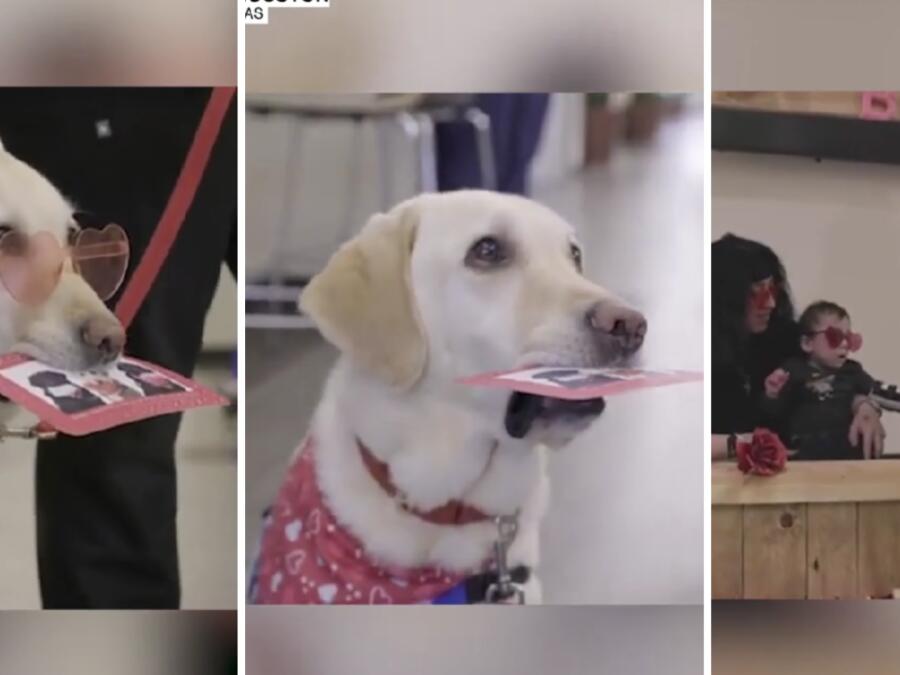Precious Service Dogs Delivering Valentines to Children's Hospital Will