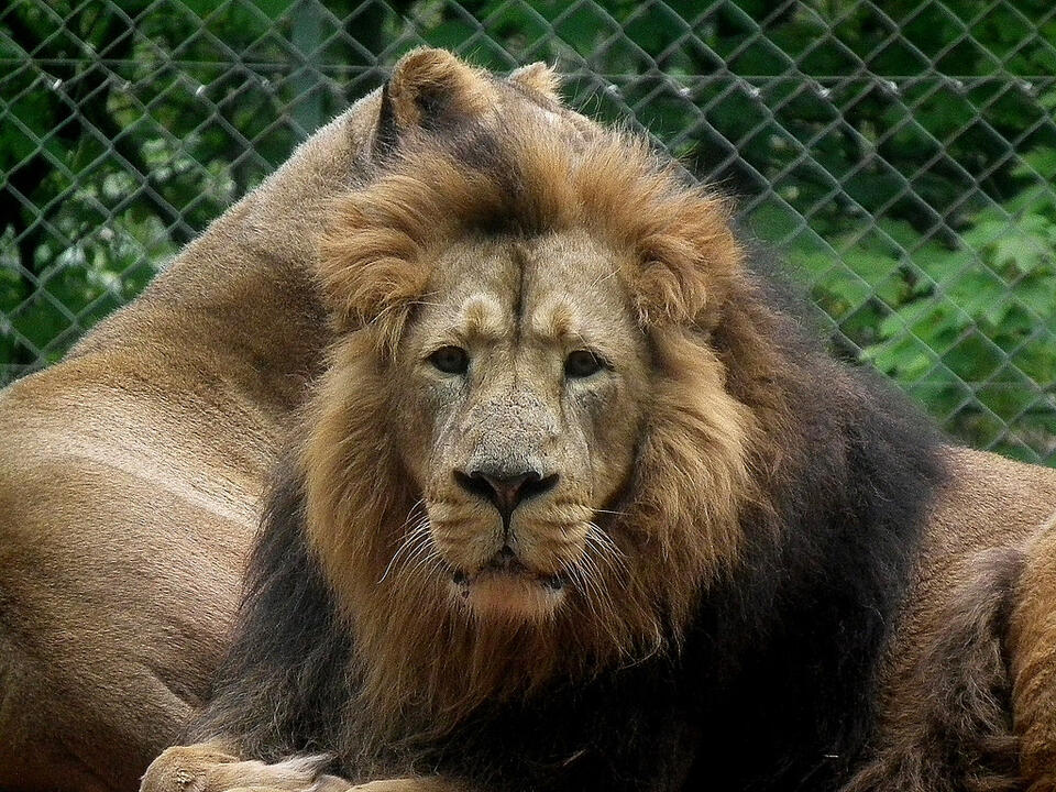 South Africa’s Provinces Deliver Rare Unity on Captive Lion Phase-Out ...