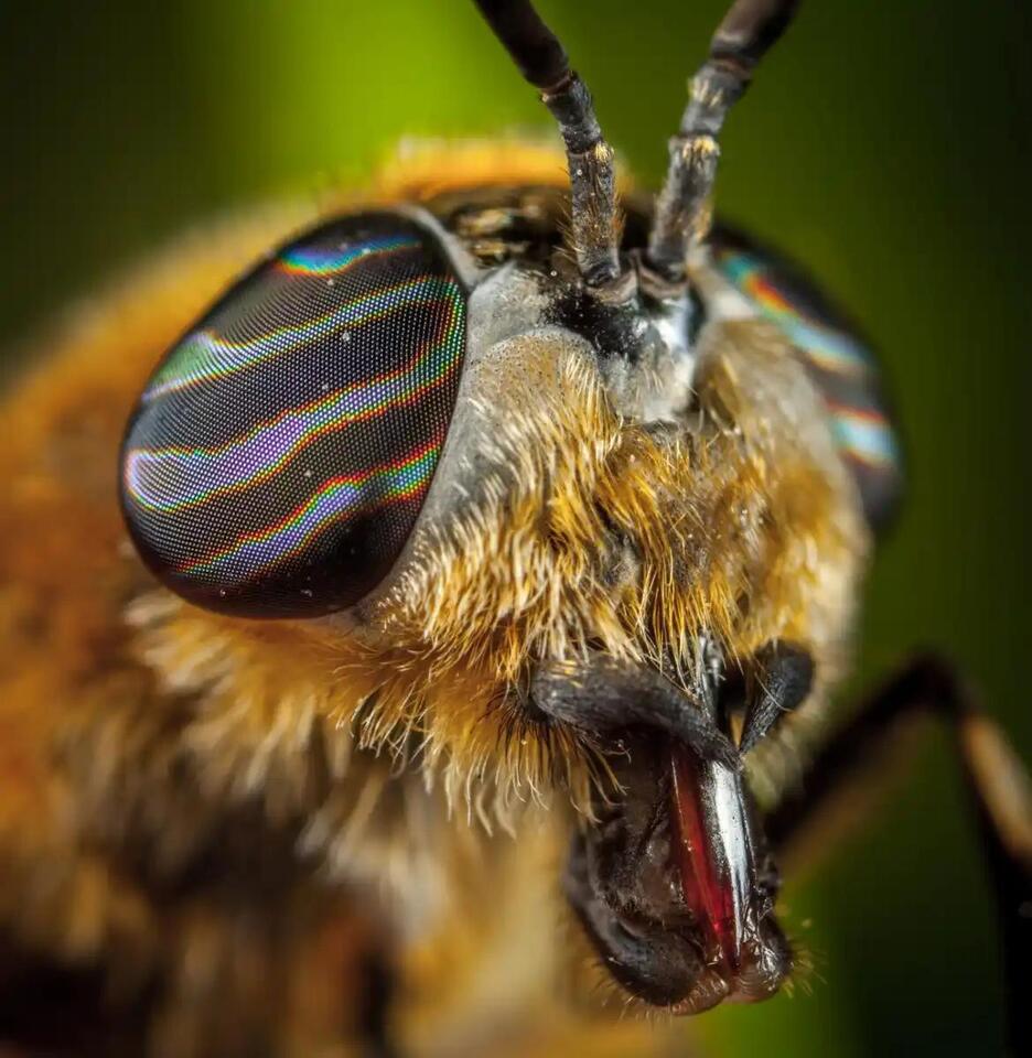 Food, Shelter, Medicine: A Review Maps the Many Ways Vertebrates Depend ...