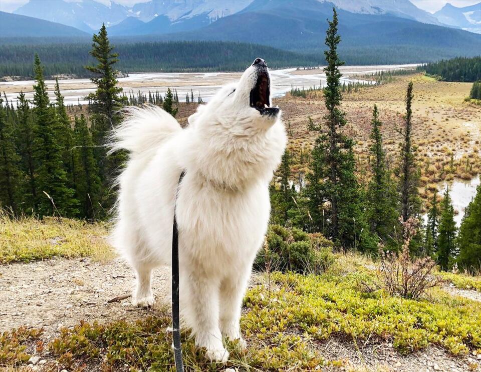 Study shows some dogs have true musical ability, perceiving pitch and ...