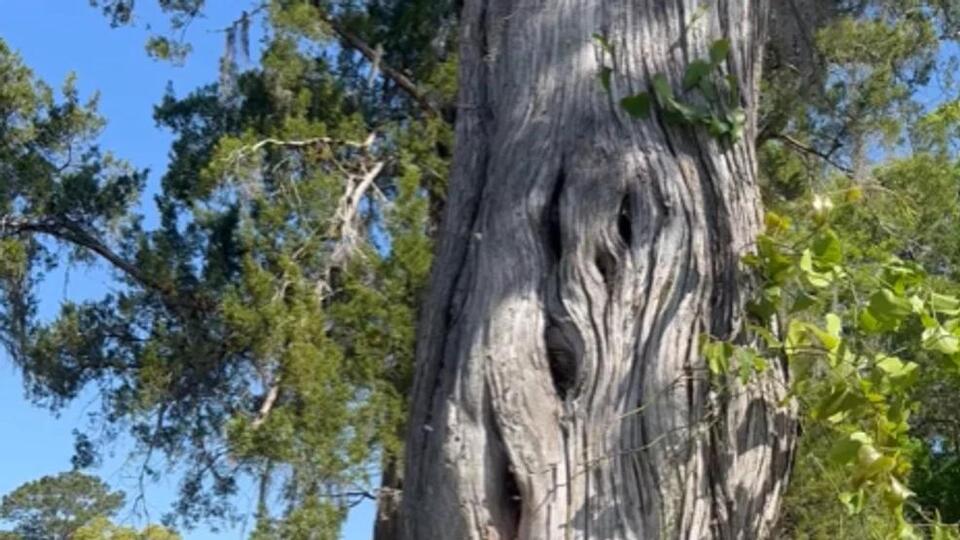 Decades-old beehive thrives inside cedar tree at Oak City Cemetery ...