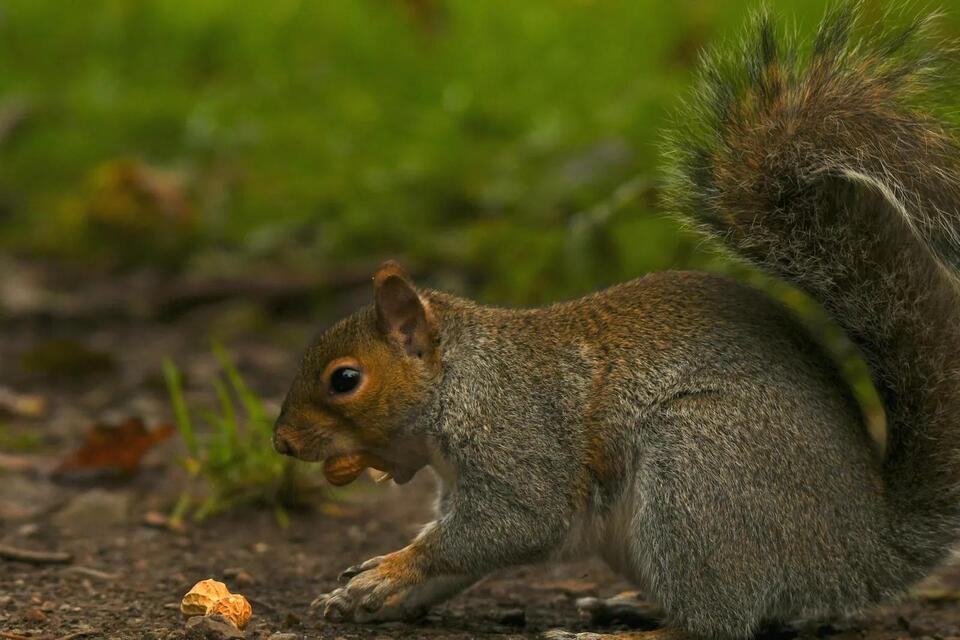 23 Animals That Eat Squirrels: From Backyard Hawks to Bobcats and ...
