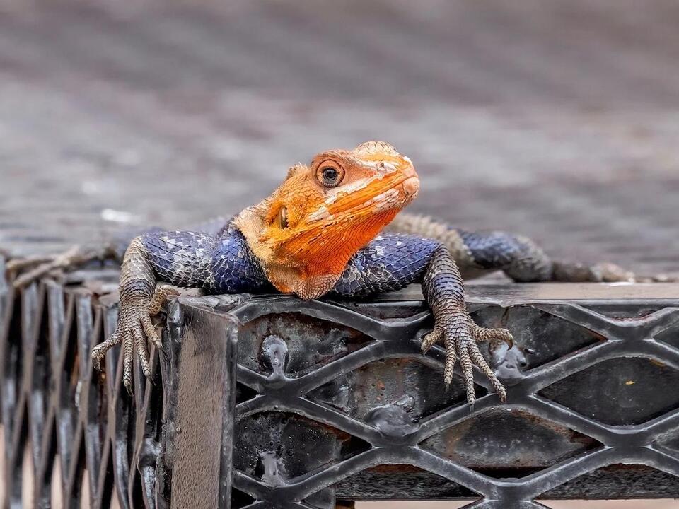 'Huge' Agama lizards are 'everywhere'