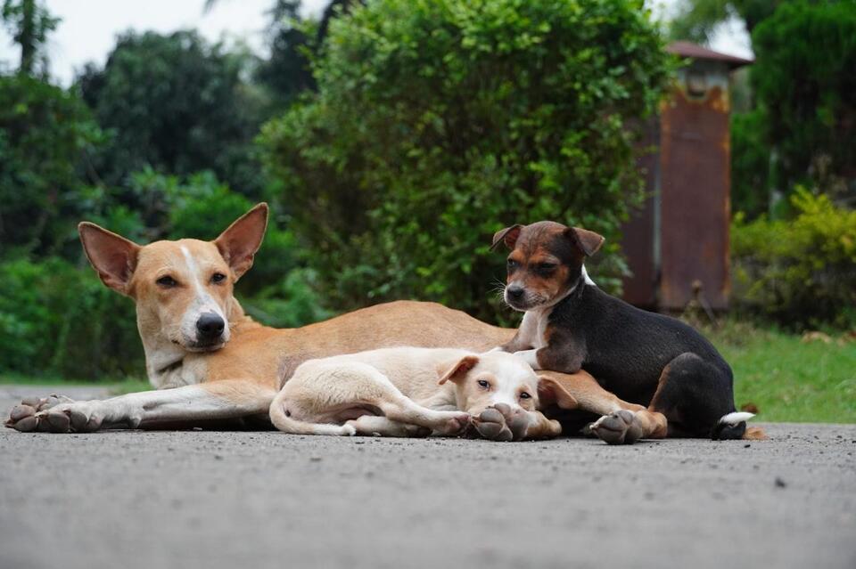 Why Dogs Circle Before Lying Down, Even on Flat Floors - NewsBreak