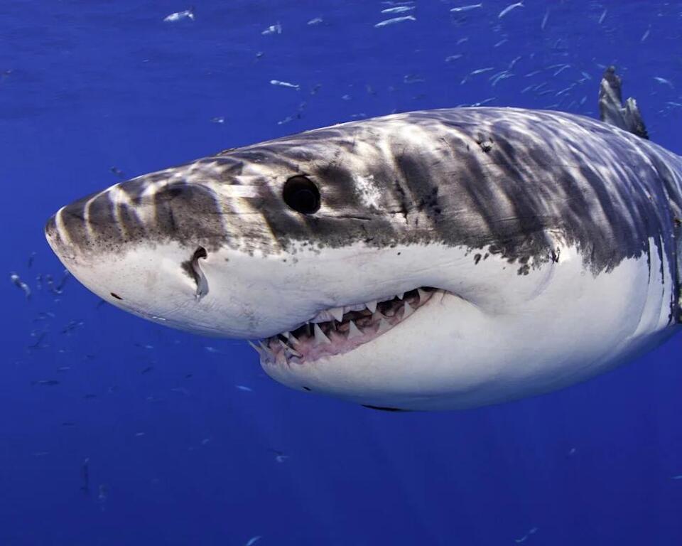 Great white shark leaps from water and photobombs California beachgoers ...
