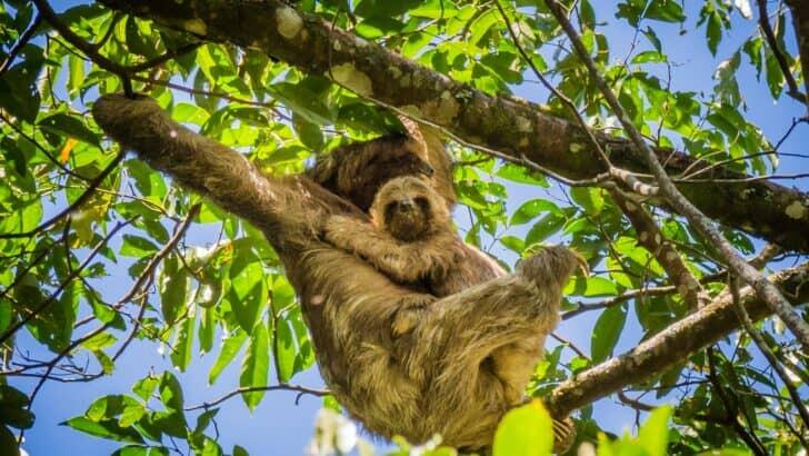 13 Differences Between Two-Toed and Three-Toed Sloths - NewsBreak