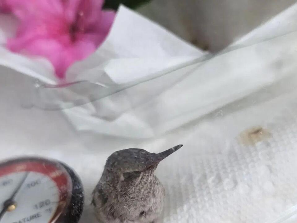 Baby hummingbird rescued outside Roseburg City Hall, released back into ...