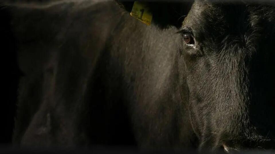 NCBA's Ethan Lane: Beef Import Push Is “Artificial,” Hurting Producers