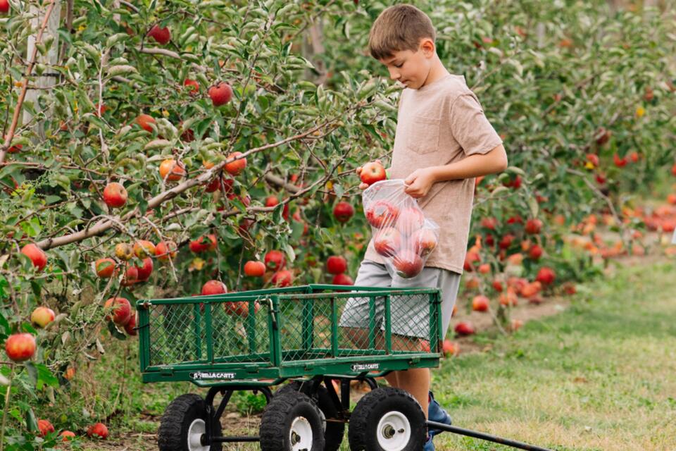 Fall Fun Is Calling: Your Guide to Harvest Season at Fair Oaks