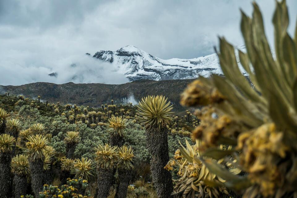 How High Altitude Plants Have Evolved to Breathe Thin Air - NewsBreak