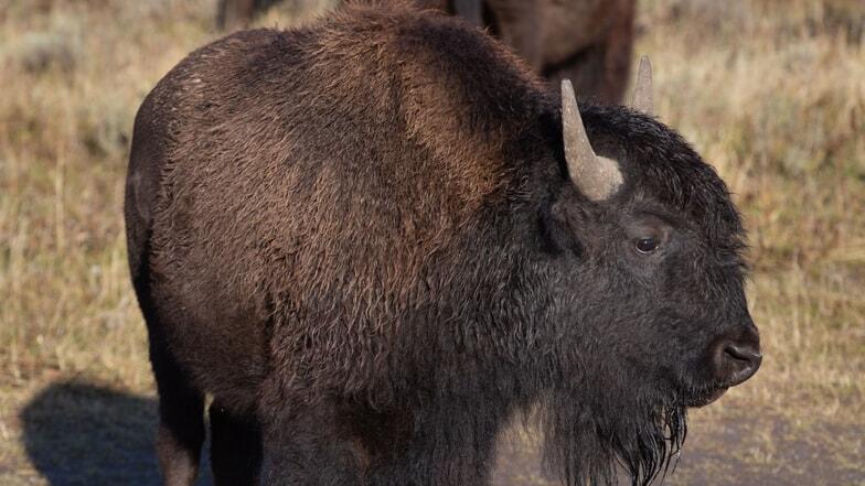 Bison displays warning behavior, spares Yellowstone ‘touron’ - NewsBreak