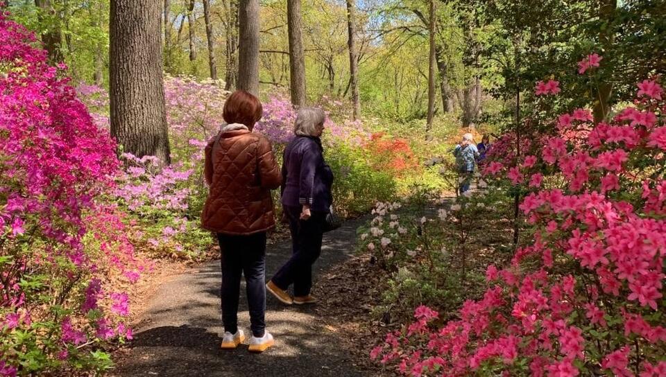Jenkins Arboretum & Gardens in Devon Marks 50 Years as Outdoor Escape