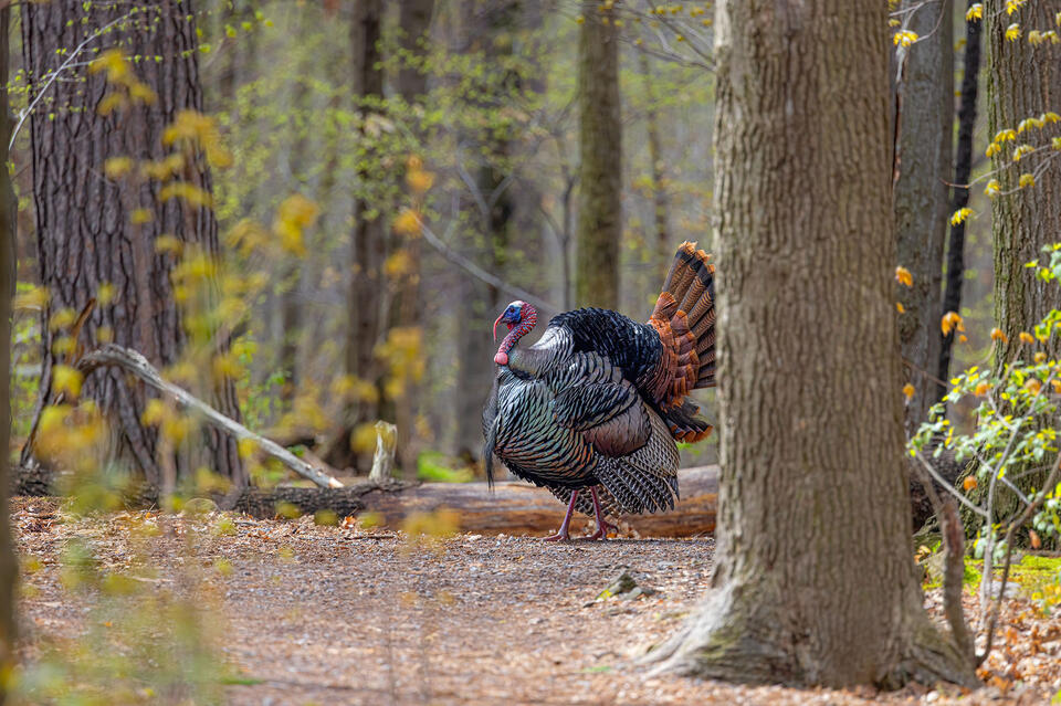 3-Year-Old Shoots and Wounds 2 During Wisconsin Youth Turkey Hunt ...