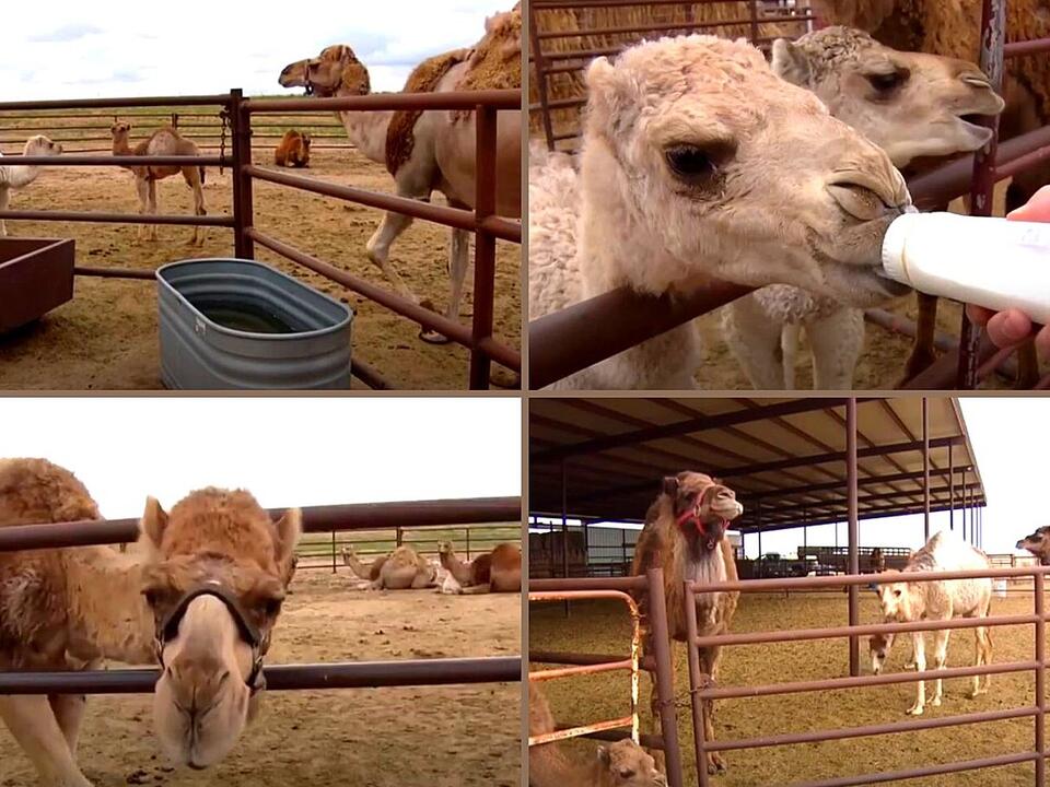 Colorado has one of the Only Camel Dairy Farms in the Country