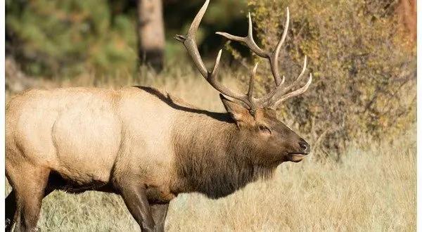 Summersville man charged in elk poaching case at Peck Ranch ...