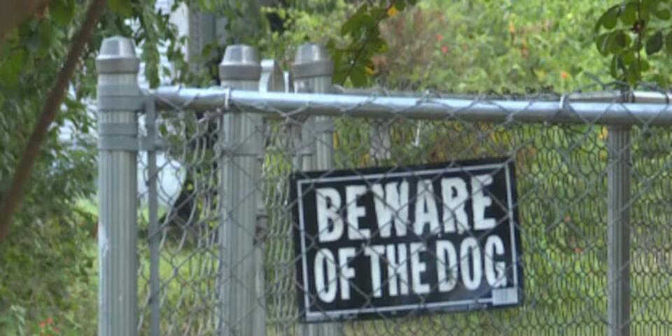 Woman dies after being attacked by pack of roaming dogs; owner facing ...