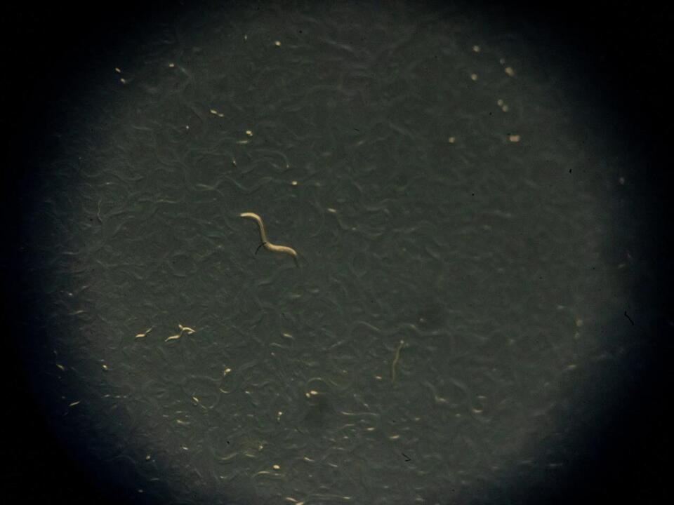 San Antonio researchers find microplastics may act as carriers for harmful chemicals