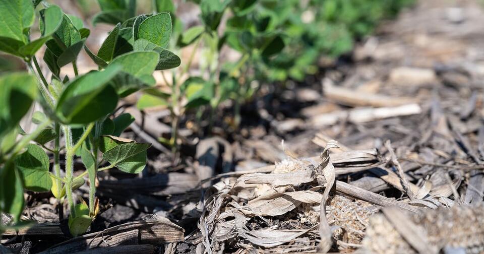 Crop progress: Soybean quality shifts slightly lower