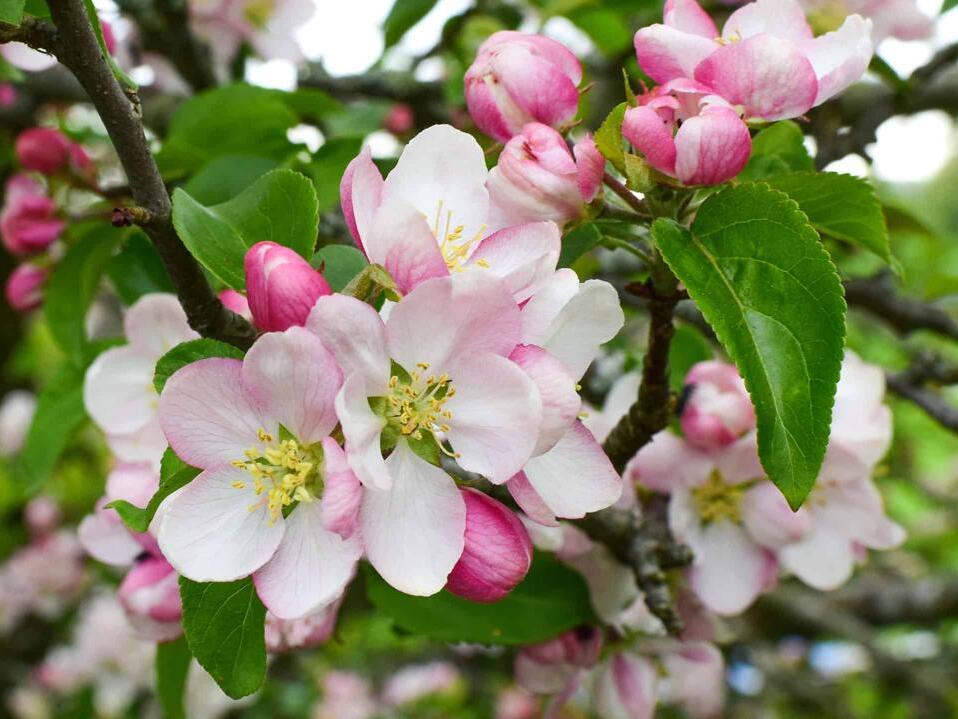 When Do Apple Trees Bloom? Discover Peak Season by Zone