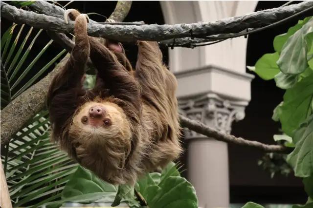 Sloth Atrium Opens April 15 at the Saint Louis Zoo - NewsBreak