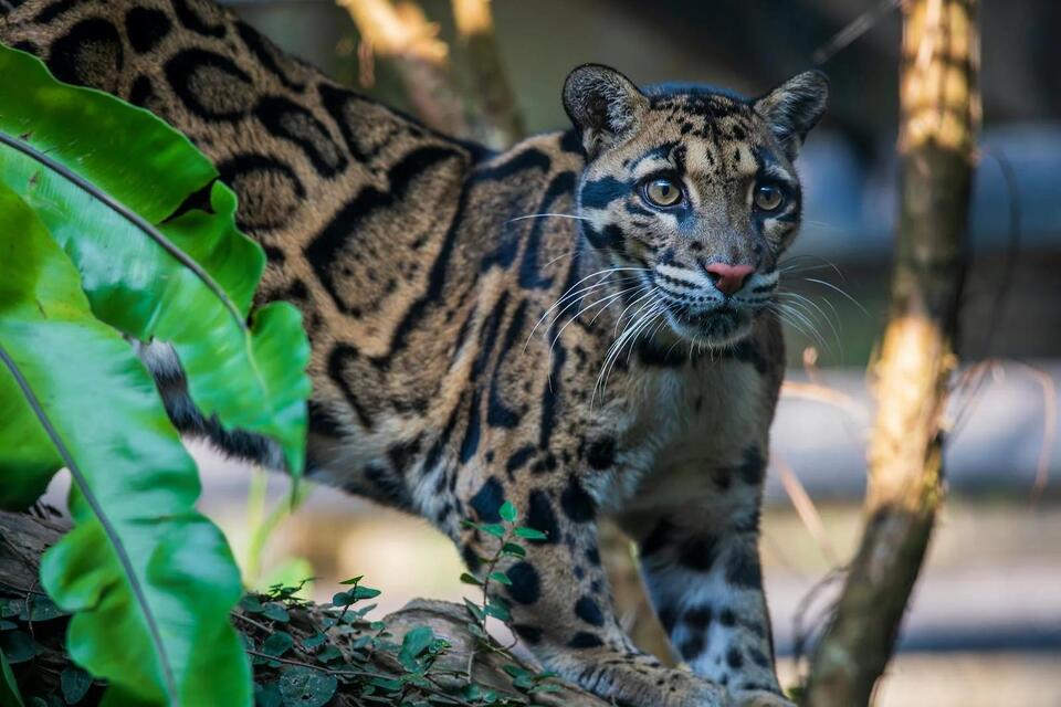 The Sunda Clouded Leopard — A Secretive Species of Borneo - NewsBreak