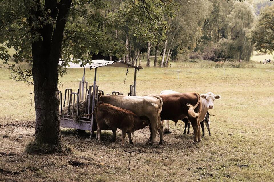 Brucellosis Laws in Colorado: What Cattle and Bison Owners Need to Know