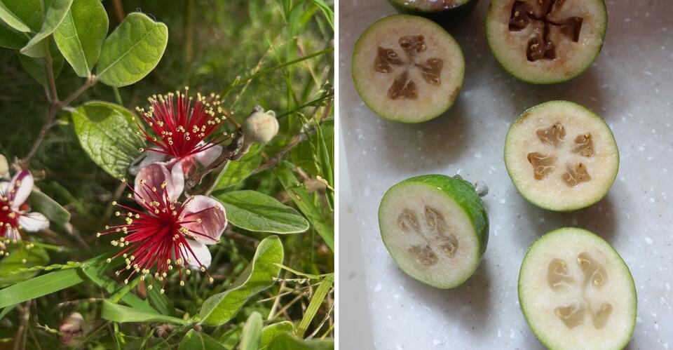 How To Tell When Pineapple Guava Is Ripe In Coastal Georgia Yards ...