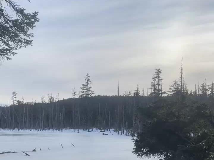 Bald Eagle Attacks Deer