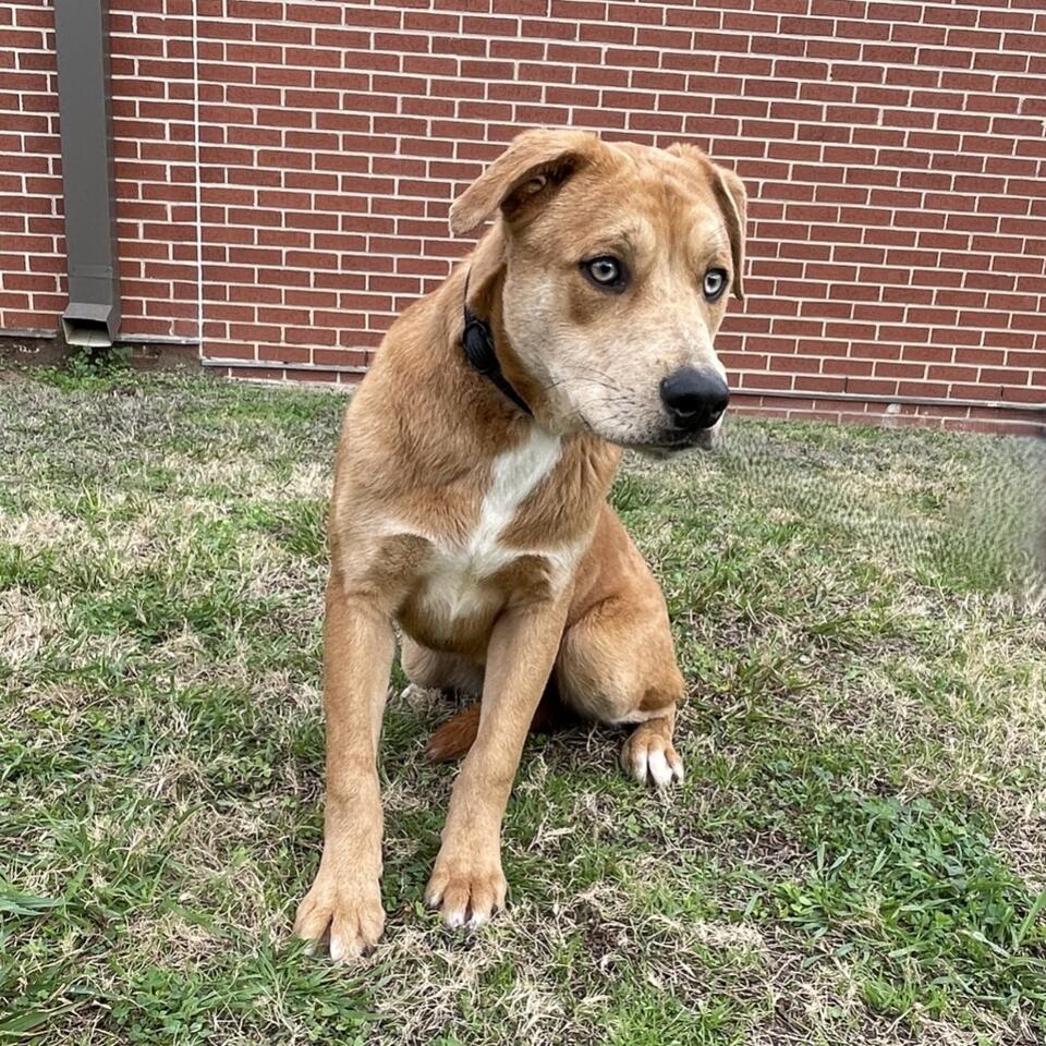 RUFUS NAMED PET OF THE WEEK - NewsBreak