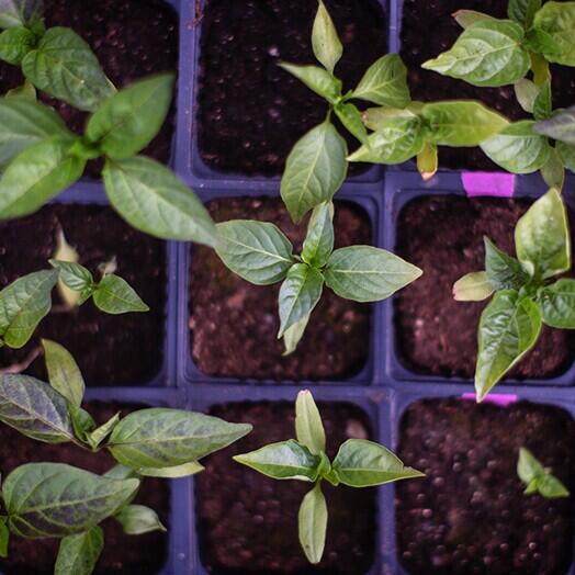 A step-by-step guide to planting an edible garden this spring - NewsBreak