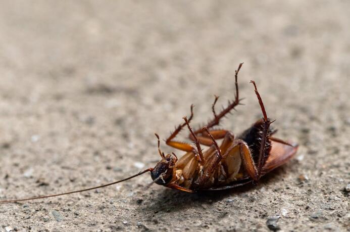 Battling the “Palmetto Bug”: A South Carolina Guide to Cockroach ...