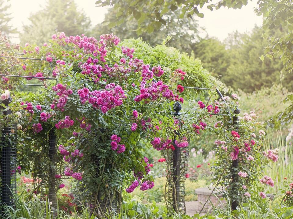 8 plants that make your patio smell nice for a fragrant outdoor