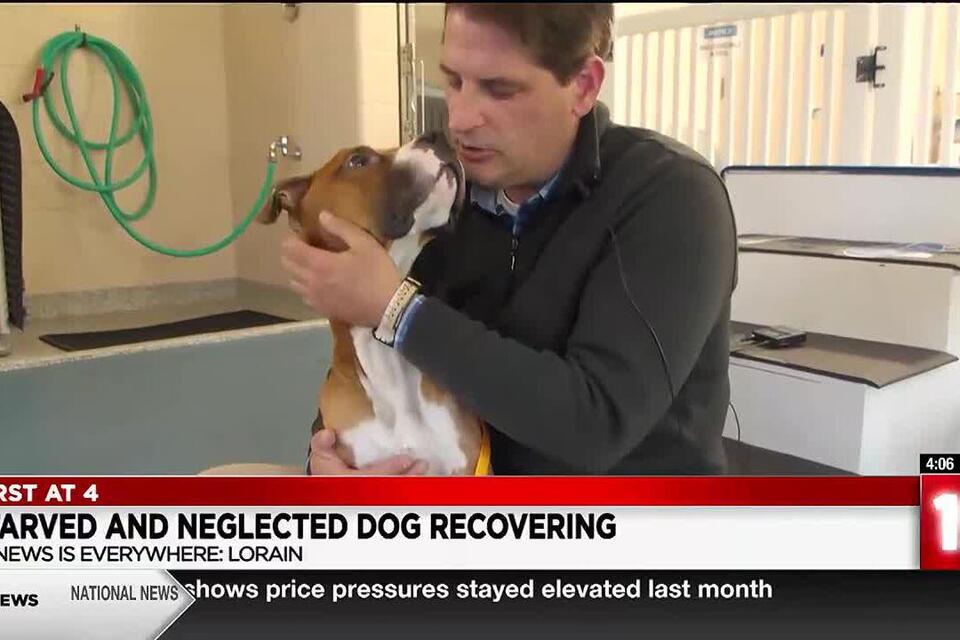 Skin and bones: Owner of emaciated dog dumped in Lorain County wanted ...