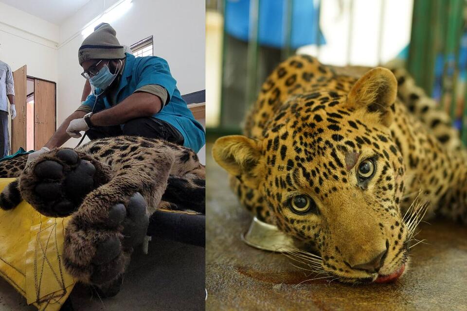 Injured Leopard Rescued in Pune Operation After Limb Injury Discovery ...